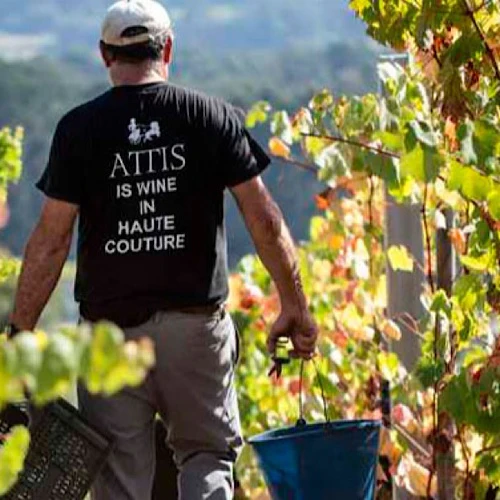 Attis Fine Lees Albarino - Image 4